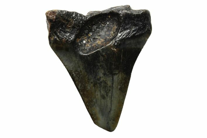 Bargain, Megalodon Tooth - North Carolina #152886